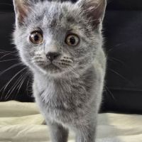 4 chatons chartreux loof disponibles