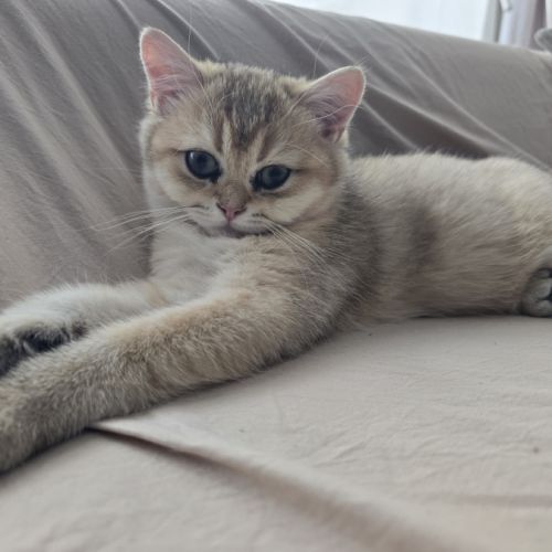 Chaton british shorthair mâle loof #1