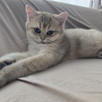 Chaton british shorthair mâle loof #1