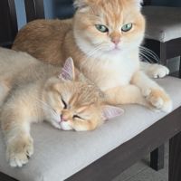 Chaton british shorthair mâle loof