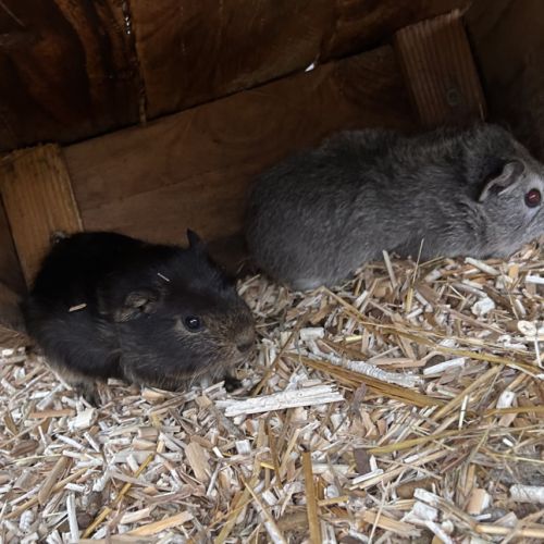 2 cochons d’inde mâles – 20€ chacun 🐹 #1