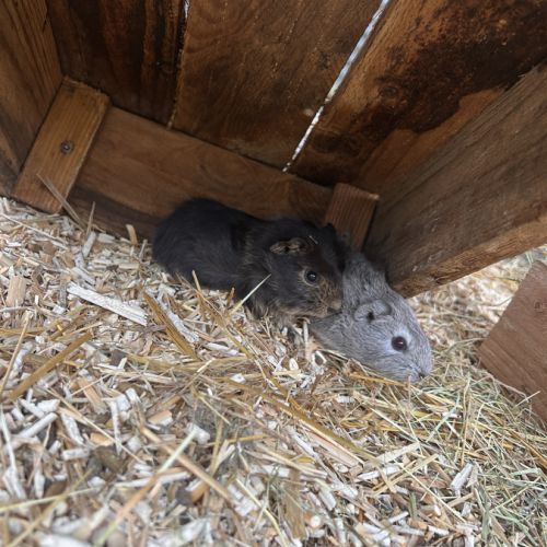 2 cochons d’inde mâles – 20€ chacun 🐹