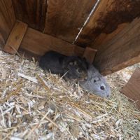 2 cochons d’inde mâles – 20€ chacun 🐹 #0