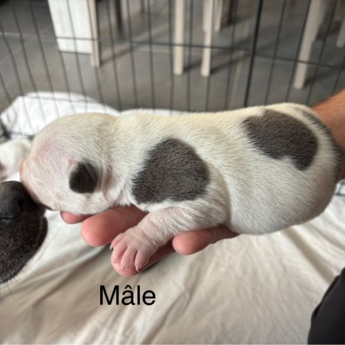 Chiots staffordshire bull terrier