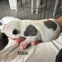 Chiots staffordshire bull terrier