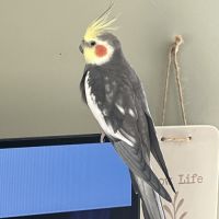 Vends cage et 2 calopsittes