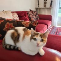 Lizette-adoption en cours