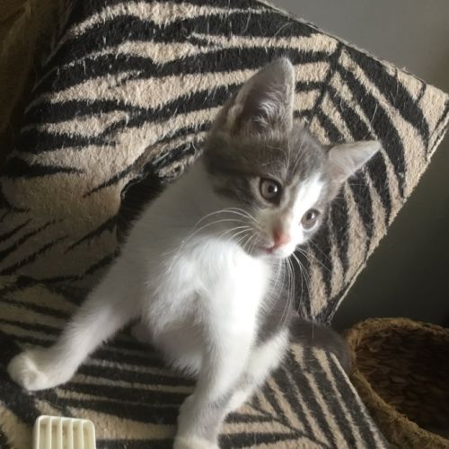 Donald à l'adoption #1