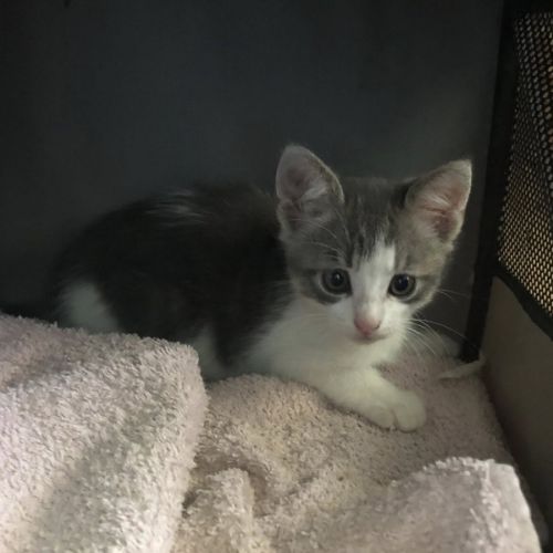 Donald à l'adoption