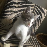 Donald à l'adoption #1