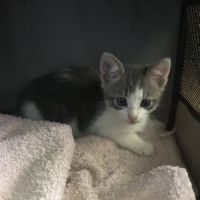 Donald à l'adoption #0