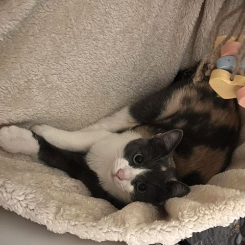 Papaya écaille de tortue avec du caractère !