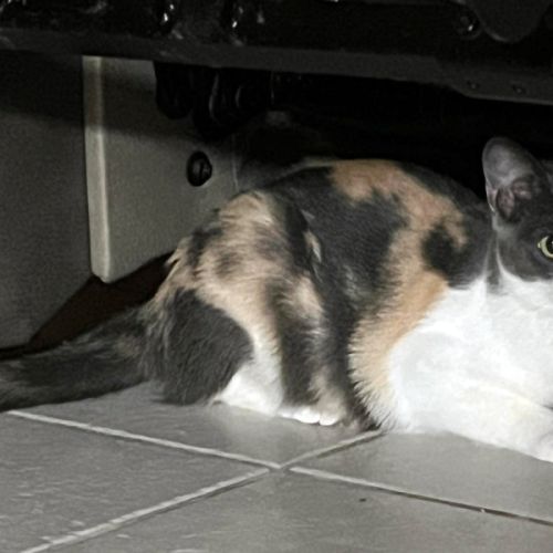 Papaya écaille de tortue avec du caractère ! #2