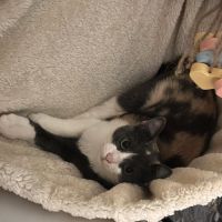 Papaya écaille de tortue avec du caractère ! #0