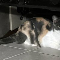 Papaya écaille de tortue avec du caractère ! #2