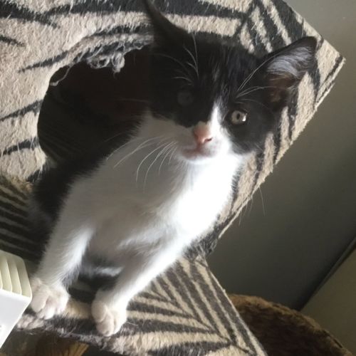 Tifine à l'adoption