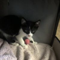 Tifine à l'adoption #1