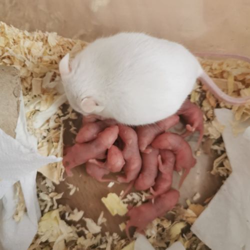 Souris blanches en don (gratuit) #2