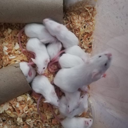 Souris blanches en don (gratuit) #5