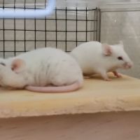 Souris blanches en don (gratuit) #1