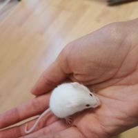 Souris blanches en don (gratuit) #3