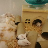 Souris blanches en don (gratuit)