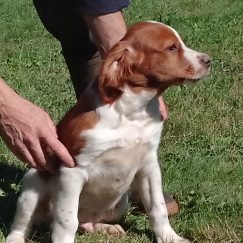 Chiots épagneul breton lof