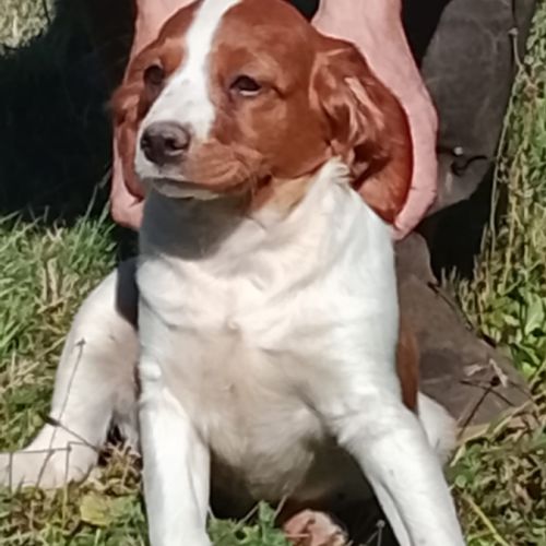 Chiots épagneul breton lof #3