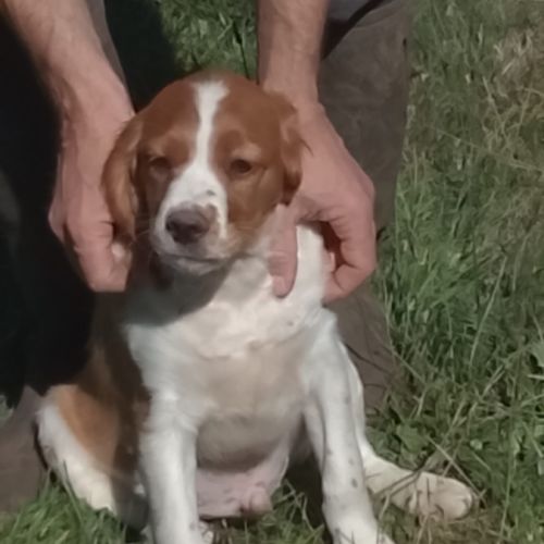 Chiots épagneul breton lof #4