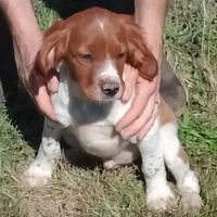 Chiots épagneul breton lof #2