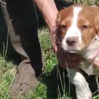 Chiots épagneul breton lof #5