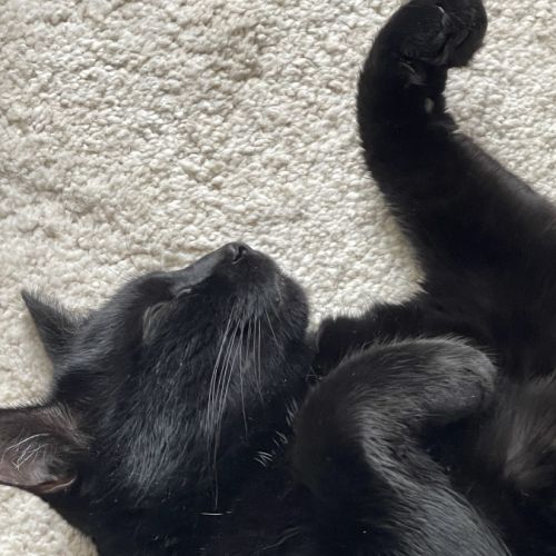 Marcel gros matou a besoin d'un jardin d'espace #3