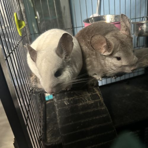 1 male 2 femelles #0