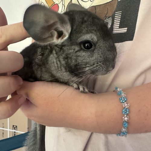 1 male 2 femelles #3