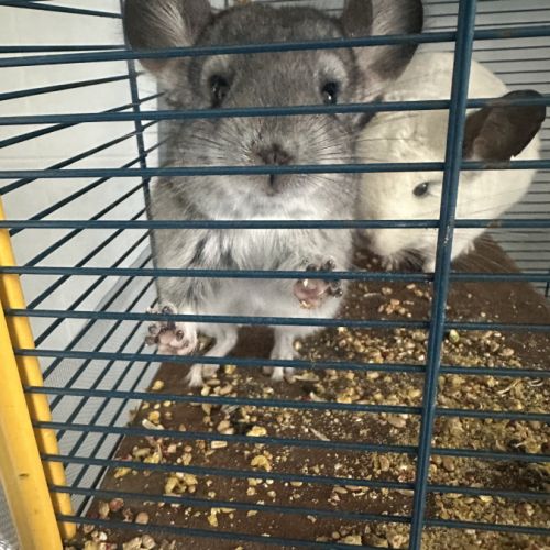 1 male 2 femelles #4