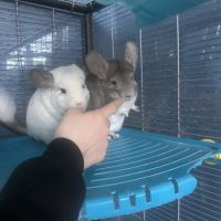 1 male 2 femelles #1