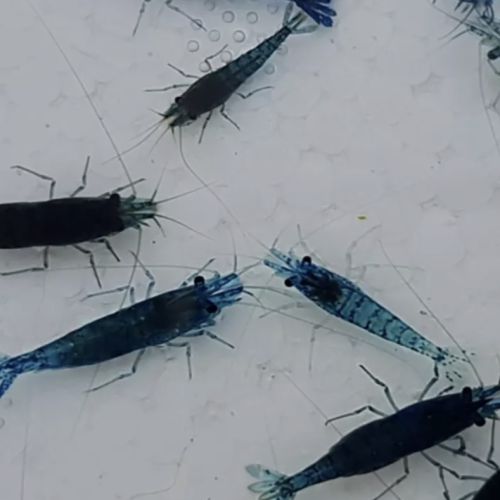 Crevettes diverses couleurs #1