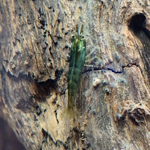 Crevettes diverses couleurs #3