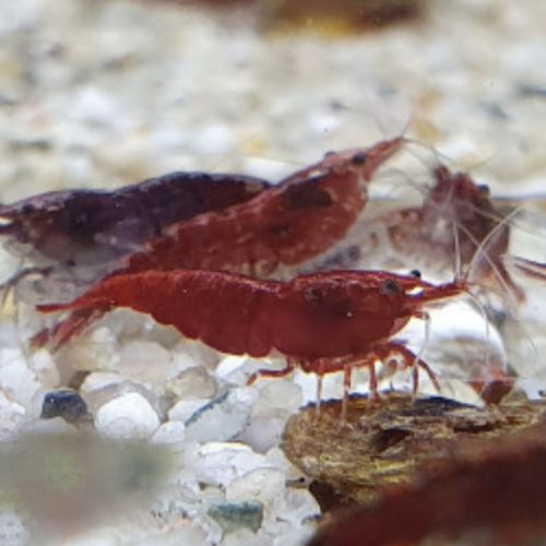 Crevettes diverses couleurs #5