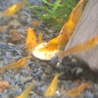 Crevettes diverses couleurs #4