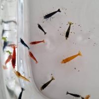 Crevettes diverses couleurs #6