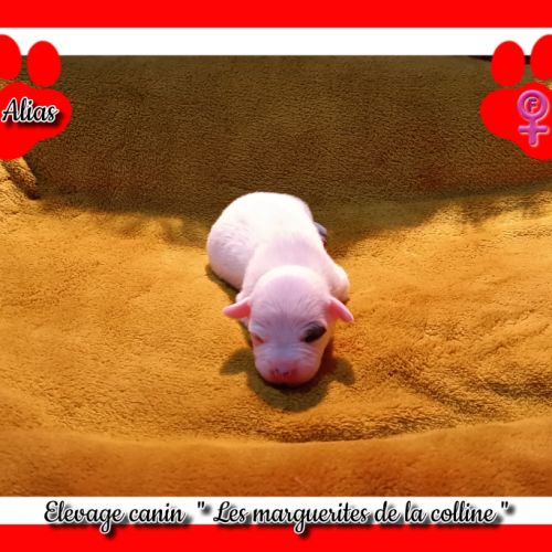 Chiots jack russell terrier à réserver. #1