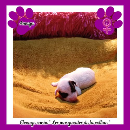 Chiots jack russell terrier à réserver.