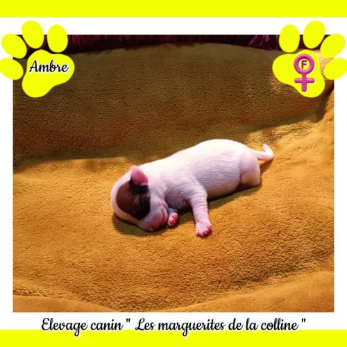 Chiots jack russell terrier à réserver. #4