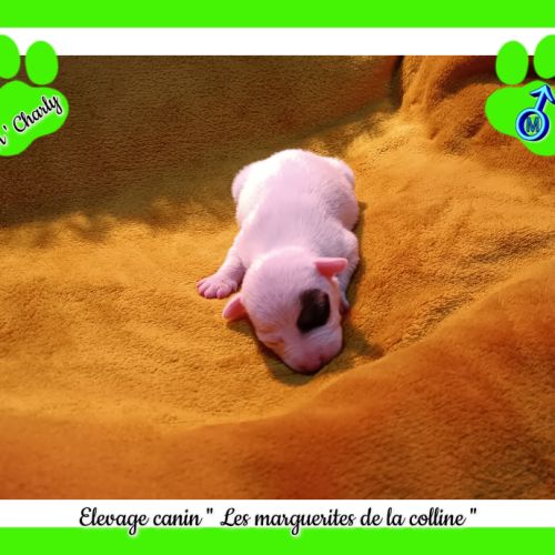 Chiots jack russell terrier à réserver. #6