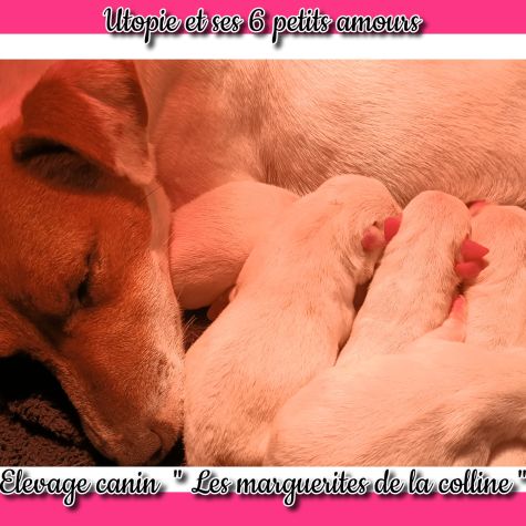 Chiots jack russell terrier à réserver. #7