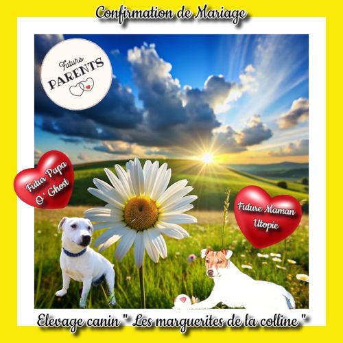 Chiots jack russell terrier à réserver. #8