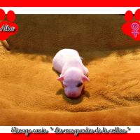 Chiots jack russell terrier à réserver. #1