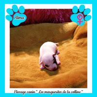 Chiots jack russell terrier à réserver. #2