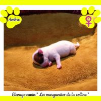 Chiots jack russell terrier à réserver. #4